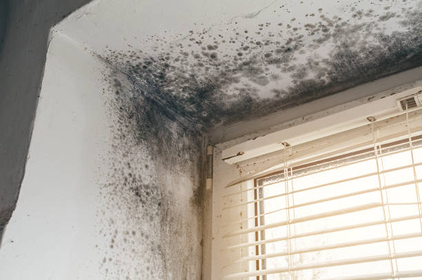 Trusted Attic Mold Removal service in Fairview, NJ - Cheap Mold Removal